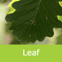 Mature Sessile Oak, Quercus Petraea. LONG LIVED. **FREE MAINLAND DELIVERY + WARRANTY**